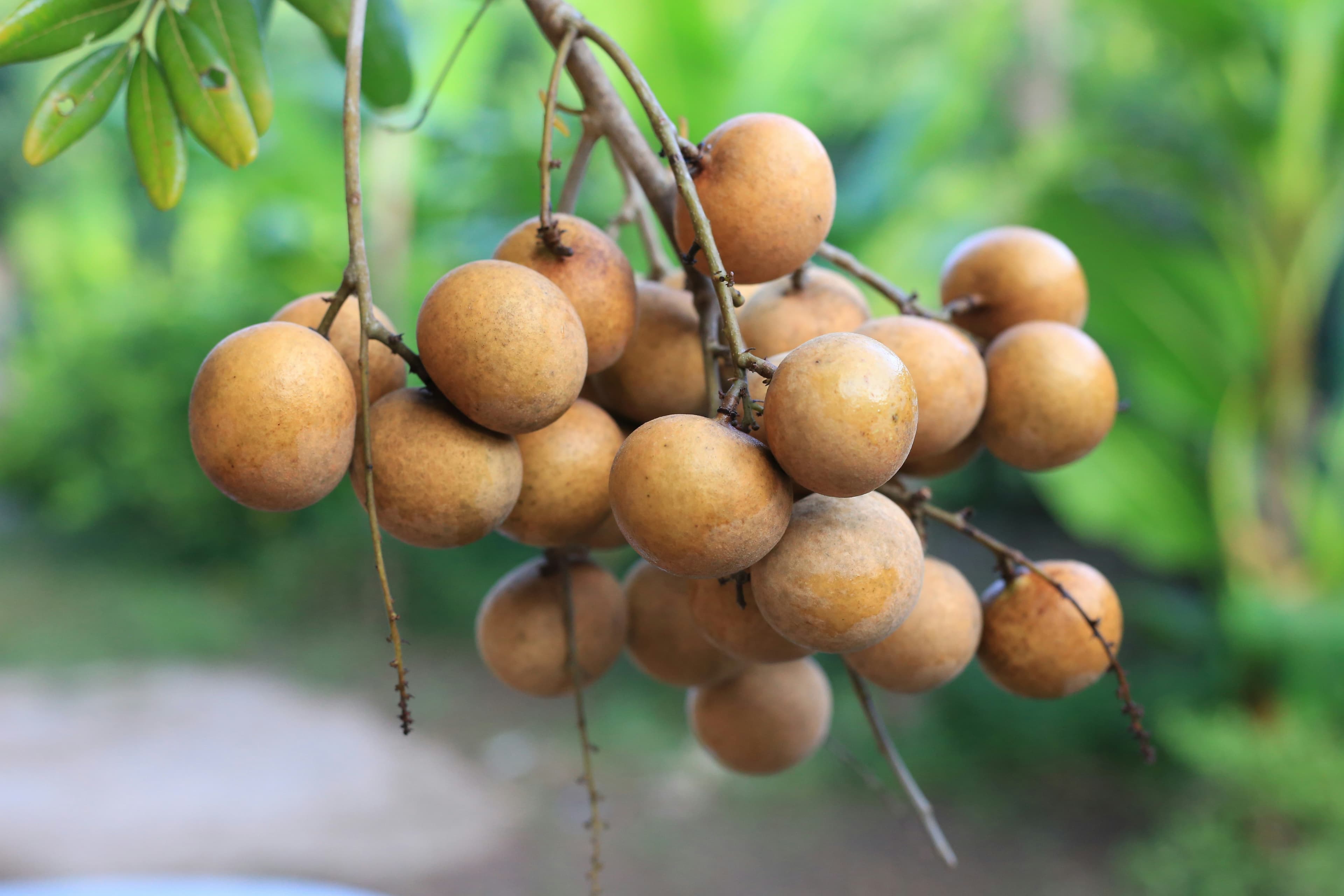 Longan