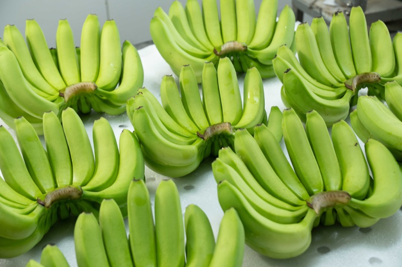 Cavendish Bananas
