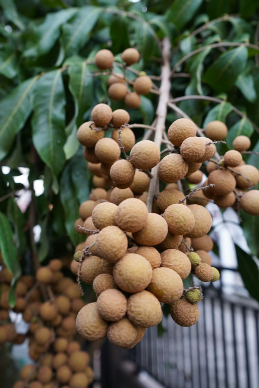 Premium Longan