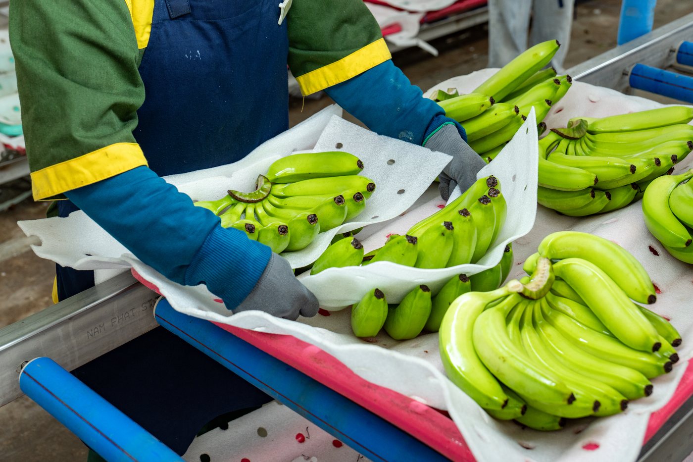Quality inspection of Phu Lam bananas