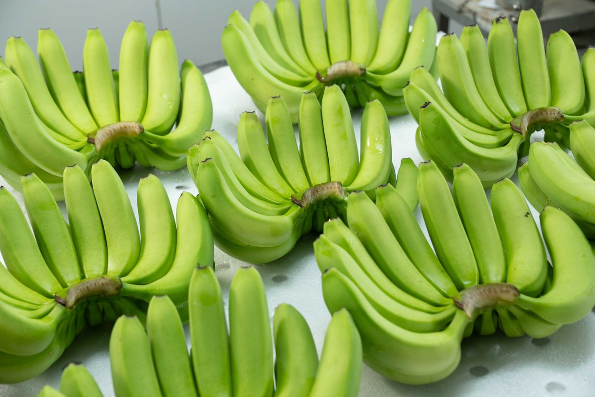 Cavendish Bananas
