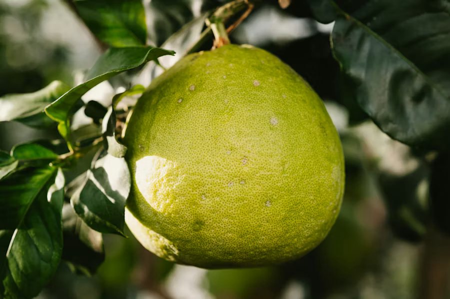 Giant Pomelo